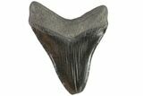 Black, Fossil Megalodon Tooth - Feeding Damaged Tip #77510-2